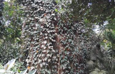 Campo e mar Bertioga - Foto 19