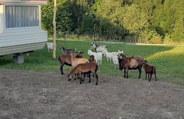 Gosp. Agroturystyczne Stary Gaj - Foto 48