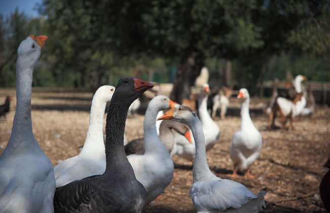 Tenuta Lama Gorga - Photo 19