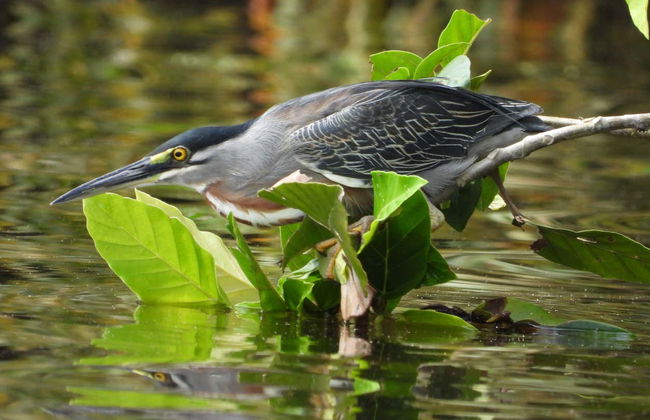 Tambopata National Reserve & Rainforest 4 Day Tour - Photo 6