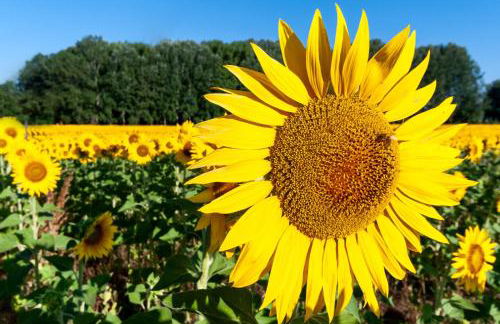 Villa Colle di Giotto Mugello, Tuscany - Foto 33