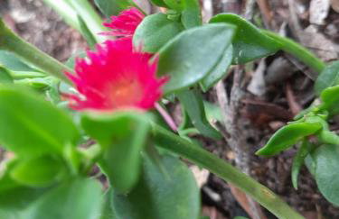 Cabanas dos Pinheiros - Foto 28