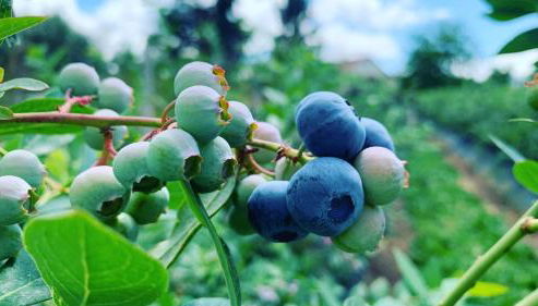 Quinta Vale Salgueiro - Foto 4, Garden, Garden view