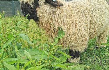 Glen Bay - 2 Bed Lodge on Friendly Farm Stay with Private Hot Tub - Foto 32