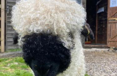 Naze View Barn - Cosy, with all mod cons - Photo 11