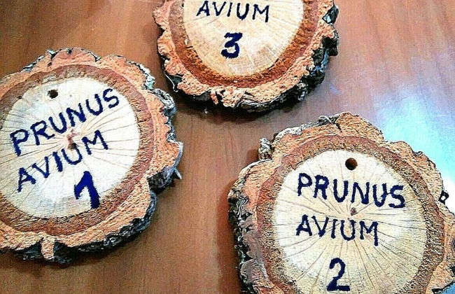 Casas Rurales Prunus Avium - Foto 21