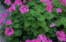 Nice house in Euboea - Foto 39