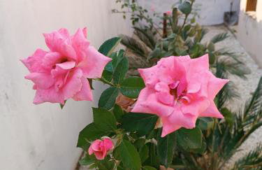 Casa Limoeiro - Foto 28