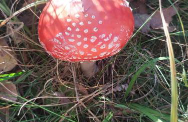 Ranczo pod lasem - Foto 22