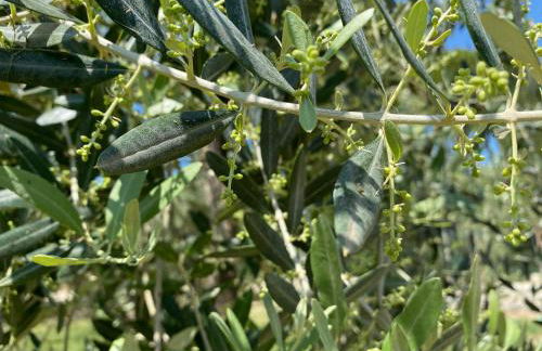 Tenuta Sovestro - Agriturismo e Winery - Photo 118