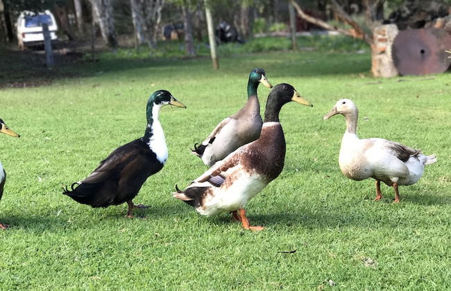 Pump Hill Farm Cottages - Photo 62