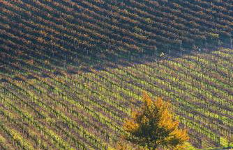 Agriturismo Albarossa - Foto 54