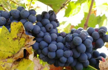 Agriturismo Comparone Casavecchia - Photo 73