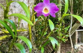 Chacara Sossego da Natureza - Foto 51