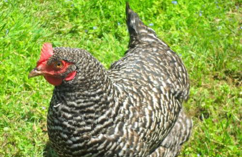 Landhof Zitzler - Foto 15