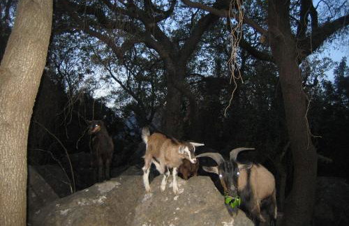 Ellinospito - Photo 46