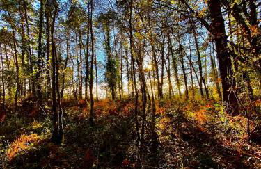Domaine de Cazal - Gîte 4 pers avec piscine au cœur de 26 hectares de nature préservée - Foto 21