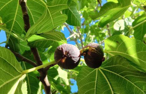 La Pergola di Pomonte - Foto 34