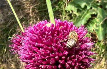 Ferienwohnung Hildenbrand - Foto 8