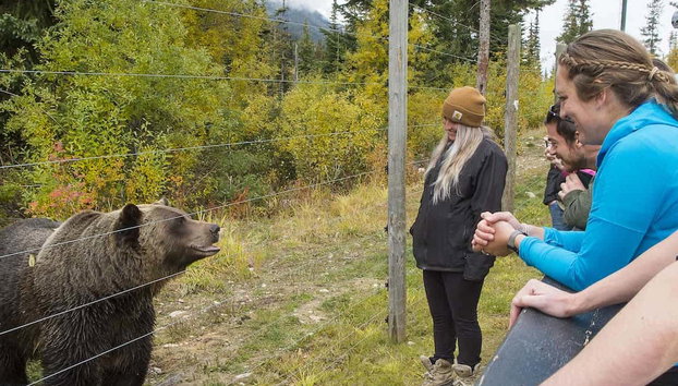 Excursión a un refugio de osos grizzly - Foto 3, Veremos desde muy cerca a los osos