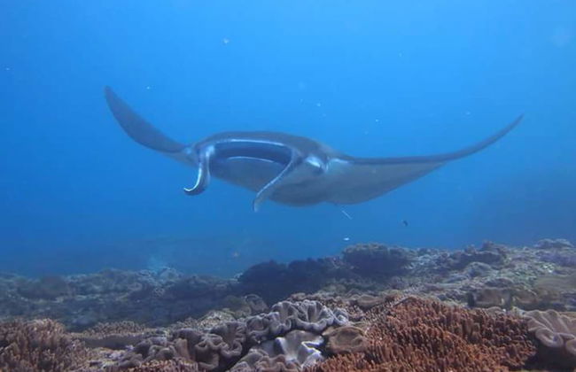 Villa Lotus - Foto 31