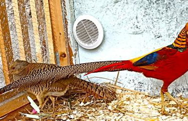 Dom Pod Złotym Bażantem - Foto 22