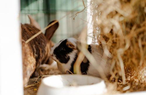 Reethaus 4B - Foto 34