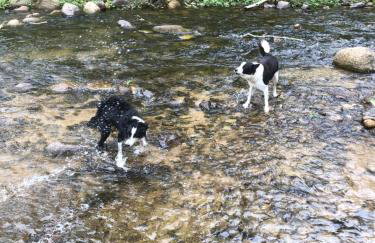 Casa Cachoeira Paraty - Foto 22