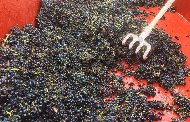 Tour enológico por el sur de Borgoña - Tour compartido de día completo desde Lyon - Foto 10