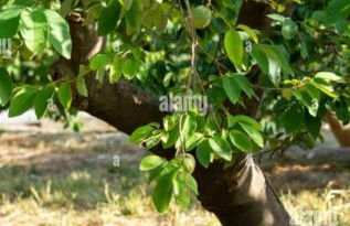 Cortijo EL LLANO - Foto 40