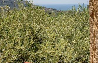 Orfea's Place - Foto 30