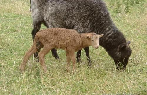Holiday Home mit Meerblick - direkt an der Ostsee by Interhome - Foto 13