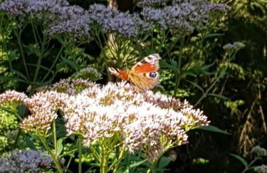 Boxis Ferienhaus - Foto 26