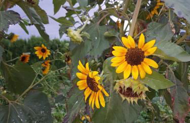 Gite Les Lavandes - Photo 48