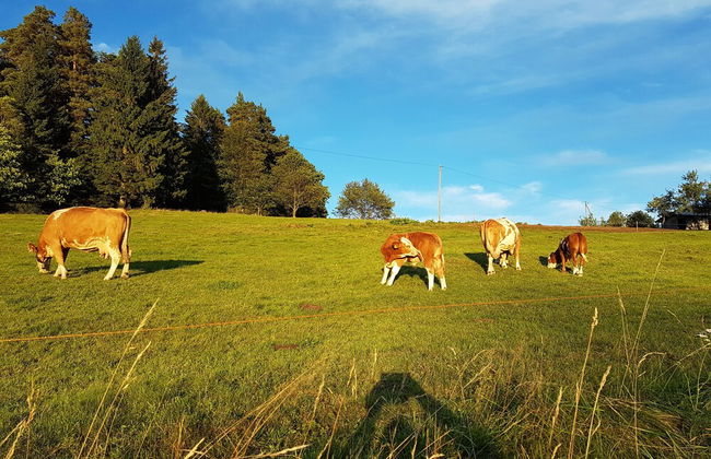 Apartmaji Koželj - Foto 24