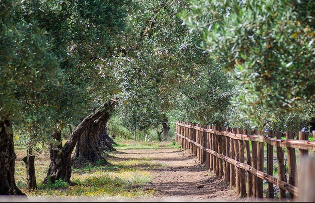 Feudo delle Querce - Foto 30