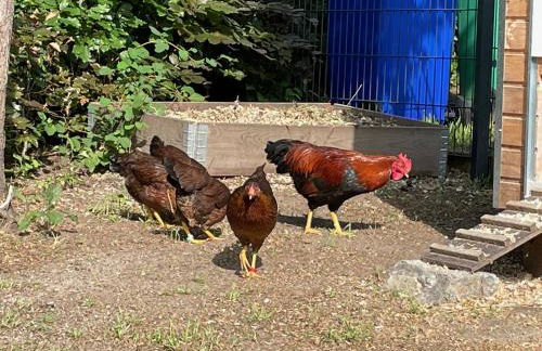 Ferienwohnung Carla Rohls - Photo 15