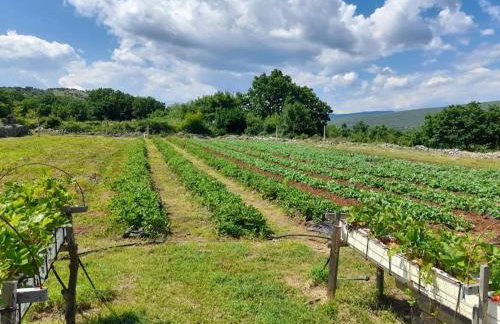 VILLA DOLA near Split - private pool, orchard, peace - Foto 10