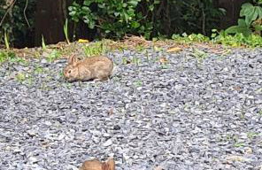 Unique Caravan with Outdoor Space Lodge - Foto 26