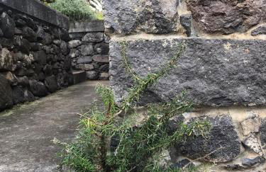 Palheirinho da Camélia - Foto 25