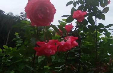 Recanto da Floresta - Photo 7