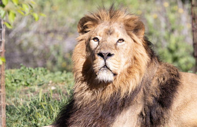 Zoo Aquarium Madrid - Foto 1