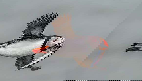 Frailecillos en Ingólfshöfði