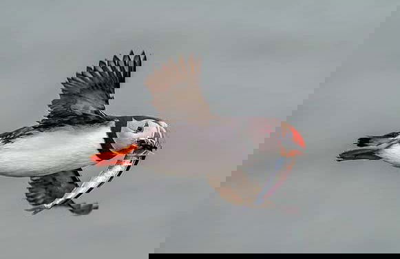 Avistamiento de frailecillos en Ingólfshöfði - Foto 2