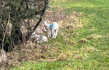 West Cumbria static caravan - Foto 43