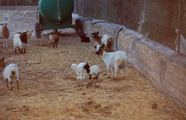 Il Giardino del sole - Foto 61