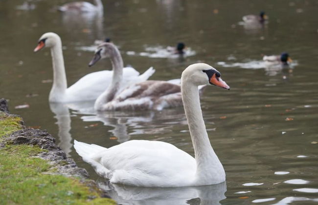 Sonnengarten Comfortable Holiday Residence - Foto 25