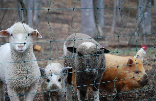 DO NOT Book property sold requested removal multiple times without luck Shenandoah NP Old Rag and White Oak Canyon - Foto 21