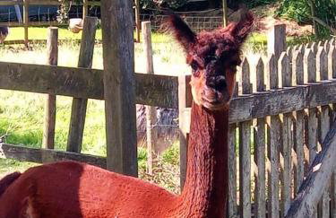 The old hayloft on 22 acre country smallholding - Foto 39