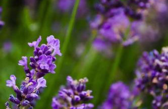 Tiny House Kotten Kunterbunt - Foto 4